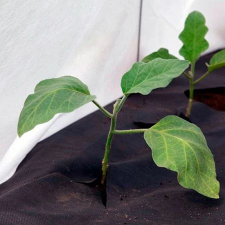 Укрывной материал 60" UV спандбонд 3,2*10м черный Fruit (5)