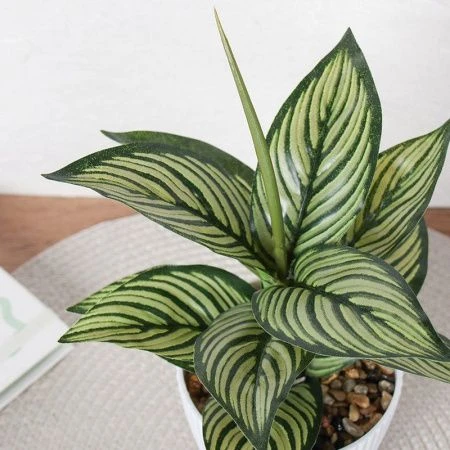 Цветы искусственные Диффенбахия 26см пластик 9090-12 (12/72)