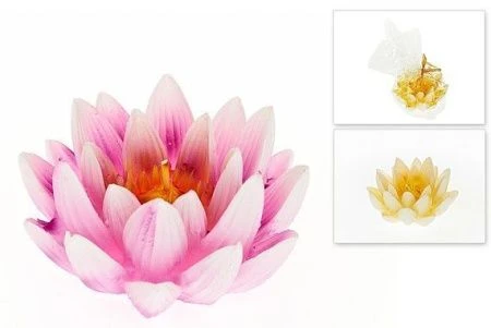 яяяСвеча декоративная Лотос 10*10*6,5см (2 вида)(min6) (упак.пакет ОРР) (48)