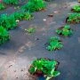 Укрывной материал 60" UV спандбонд 3,2*10м черный Fruit (5)