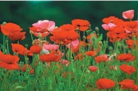 Термосалфетка 3D 43*29см полипропилен (12)