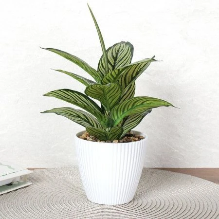 Цветы искусственные Диффенбахия 26см пластик 9090-12 (12/72)