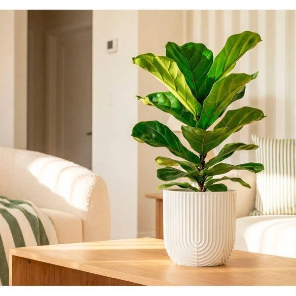 Кашпо 3,7л 220мм пластик РАМОНА со вставкой белый ротанг (8)