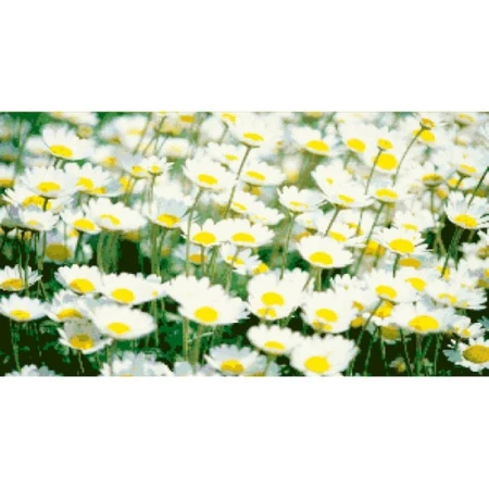 Набор для творчества Картина Полевые ромашки 75*50 (пластм. цв. матовые стразы/текстиль) подар.уп.