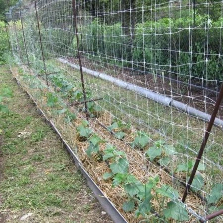 Сетка шпалерная 1,7м*5м полипропилен (20/10)