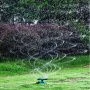 Разбрызгиватель садовый вращающийся на 360 градусов для газона (50) ST-601