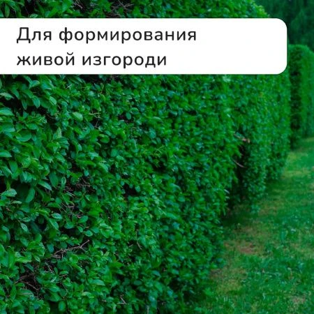 Кусторез 48см металл пластиковые ручки (1)
